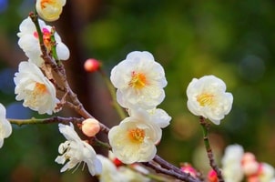 Feature Image Blog